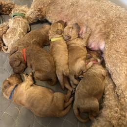 Cavapoo Puppies from Lucy Lou’s Cavapoos