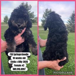Girl 2 - Black white and tan female Springerdoodle puppy in Sterling, Michigan from Springerdoodles In MI