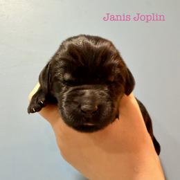 Janis Joplin - Black female Newfoundland puppy in Tully, New York from Bear Paw Newfoundlands