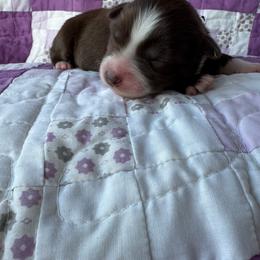 Dolly - Red tri-color female Australian Shepherd puppy in Cedar Hill, Tennessee from Kreger Farms