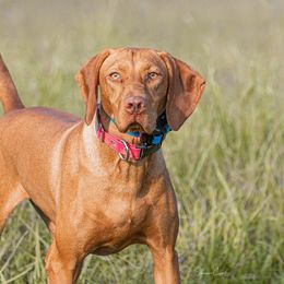 Vizslas, Weimaraners, and Wirehaired Vizslas from Willow Ridge Kennel