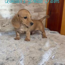 River - Cream male Dachshund puppy in Atwood, Oklahoma from Holder’s Doxie Farm