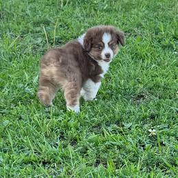 Female 1 - Red tri female Miniature Australian Shepherd puppy in Stuart, Iowa from Arbor Hill Aussies