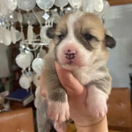 Mr. Spot - Red male Pembroke Welsh Corgi puppy in Delton, Michigan from CorGizmo
