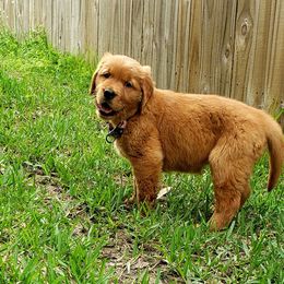 Golden Retriever Puppies from Carmel Bliss Golden Retrievers LLC