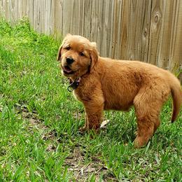 Golden Retriever Puppies from Carmel Bliss Golden Retrievers LLC