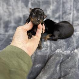 Cash - Black and rust male Miniature Pinscher puppy in Atoka, Oklahoma from Boggy Depot Cavaliers & Friends