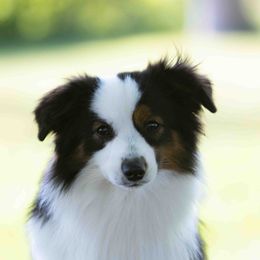 McFly - Miniature American Shepherd