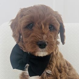 Paden - Goldendoodle puppy in Holly Pond, Alabama from Sweet Southern Doodles
