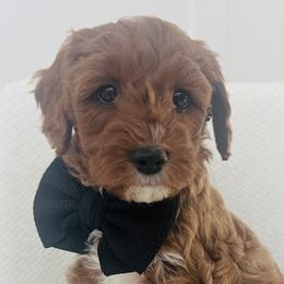 Paden - Goldendoodle puppy in Holly Pond, Alabama from Sweet Southern Doodles