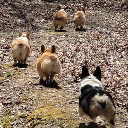 Pembroke Welsh Corgi Puppies from Liberty Hill Farm