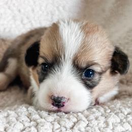 Pembroke Welsh Corgi Puppies from Shells’ Corgis
