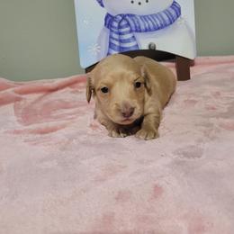 Ivy - Cream female Dachshund puppy in Round Lake Beach, Illinois from Doxie Dynasty