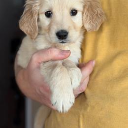 Remi - Golden male Golden Retriever puppy in Mc Neal, Arizona from K&N Golden Retriever Companion