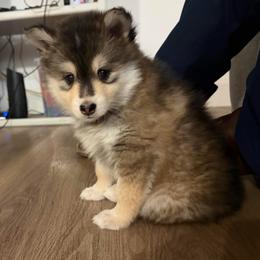 Nala - Black and white female Pomsky puppy in Grandview, Washington from Alyssa’s Pomskies