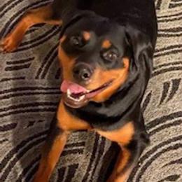 Rottweilers from Blair Ranch Rottweilers