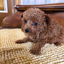 Marshall - Red  male Poodle puppy in Lawrenceburg, Tennessee from LUV Poodles and Maltipoos