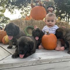 Leonberger Puppies from Magnolia Leos