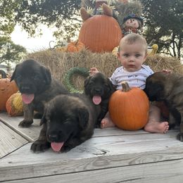 Leonberger Puppies from Magnolia Leos