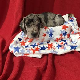 Great Dane Puppies from DeBruce Danes