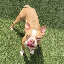 Kavik - Boston Terrier