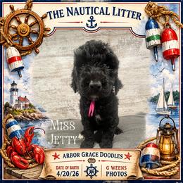 Jetty - Black female Goldendoodle puppy in North Conway, New Hampshire from Arbor Grace Doodles
