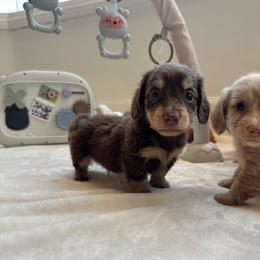 Fields - Chocolate and cream male Dachshund puppy in San Diego, California from Enchanted little dachshunds