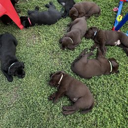 Labrador Retriever Puppies from Sula Peak Water Dogs LLC