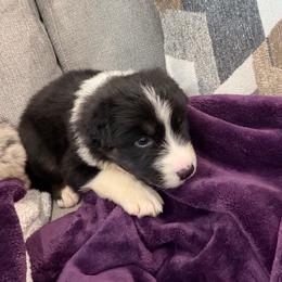 Gator - Black tri-color male Australian Shepherd puppy in Franklinton, Louisiana from Cottonwood Farms Australian Shepherds