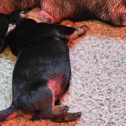 Girl 2 - Black and mahogany female Rottweiler puppy in Bartonsville, Pennsylvania from Karol's Rottweilers