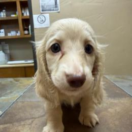 Quattro - Cream male Dachshund puppy in Irving, Texas from DFW Dachshunds by G & S