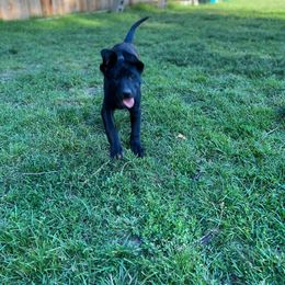 Labrador Retriever Puppies from Wings of Freedom Retrievers