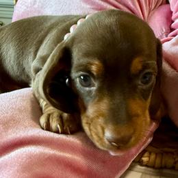 Monica - Chocolate and cream female Dachshund puppy in Homedale, Idaho from Jeff & Joette