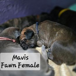 Girl 1 - Fawn female Cane Corso puppy in Sandia, Texas from OneTime Cane Corso