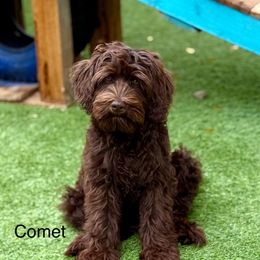 Comet - Chocolate male Australian Labradoodle puppy in Anderson, California from Shaggy Doodles