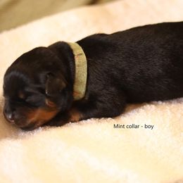 Rottweiler Puppies from Vom Hause Alistair