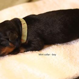 Rottweiler Puppies from Vom Hause Alistair