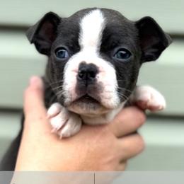 Squirtle - Blue male Boston Terrier puppy in West Jefferson, Ohio from Kline Kennels