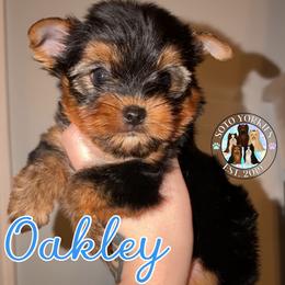 Oakley - Black and tan male Yorkshire Terrier puppy in London, Kentucky from Soto Yorkies