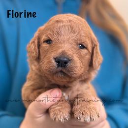 Florine - Red  female Goldendoodle puppy in Lancaster, Minnesota from North Star Dog Training