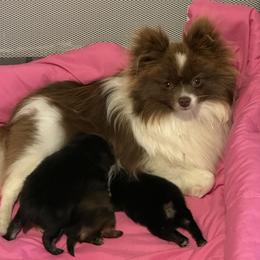 Sugar - Pomeranian