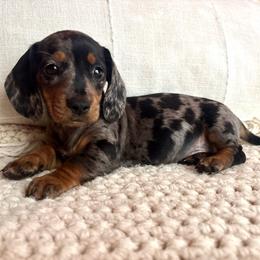 Clover - Dapple female Dachshund puppy in Mountain Home, Arkansas from The Teacup Homestead Miniature Dachshunds