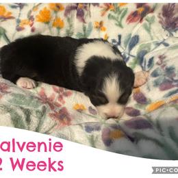 Balvenie - Black tri-color female Australian Shepherd puppy in Grand Junction, Colorado from Niyu Aussies