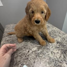 Rudy - Apricot male Goldendoodle puppy in Headland, Alabama from Amber Moon Goldendoodles