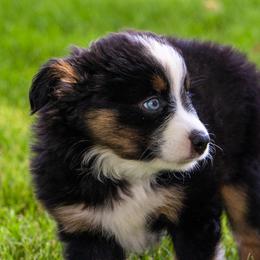 Miniature American Shepherd and Miniature Australian Shepherd Puppies from Bellewynd Acres
