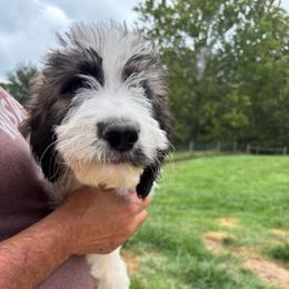 Turquoise - Brindle and white female Saint Berdoodle puppy in Batavia, Ohio from Donciedoodlesohio.com