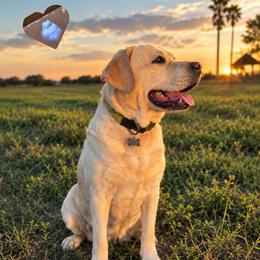 Labrador Retriever puppies from Pride Rock Labradors