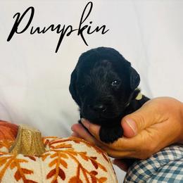 Pumpkin - Black female Goldendoodle puppy in Cedartown, Georgia from Loyal Doodles