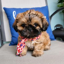 Zorro - Black and tan male Shih Tzu puppy in Corona, California from Ju Shih Tzu