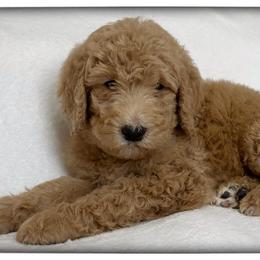 Teddy - Caramel cream male Labradoodle puppy in Mission, Texas from Sharyland Pets